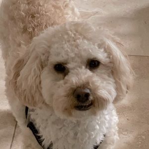 Meet your Posher, Indu